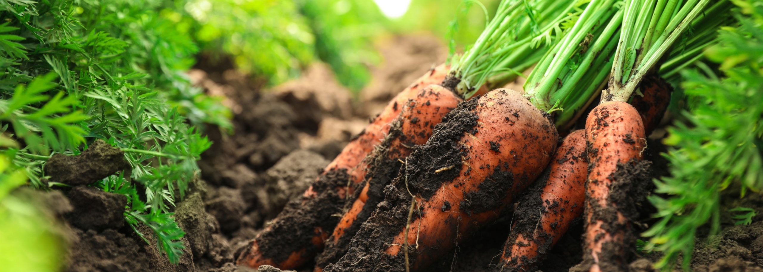 会社概要 – セブンファーム富里